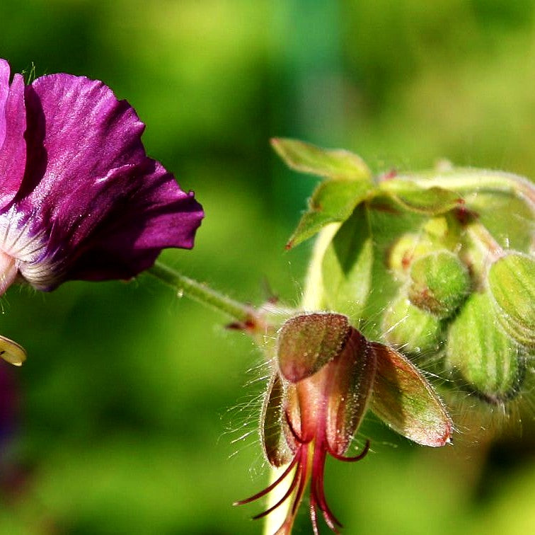 Storchschnabel 'Golden Spring' (Geranium phaeum)