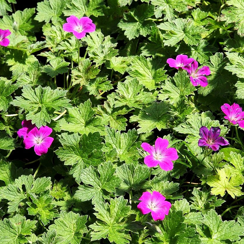 Storchschnabel 'Russel Prichard' (Geranium x riversleaian.)