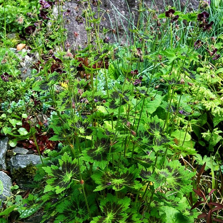 Storchschnabel 'Samobor' (Geranium phaeum)