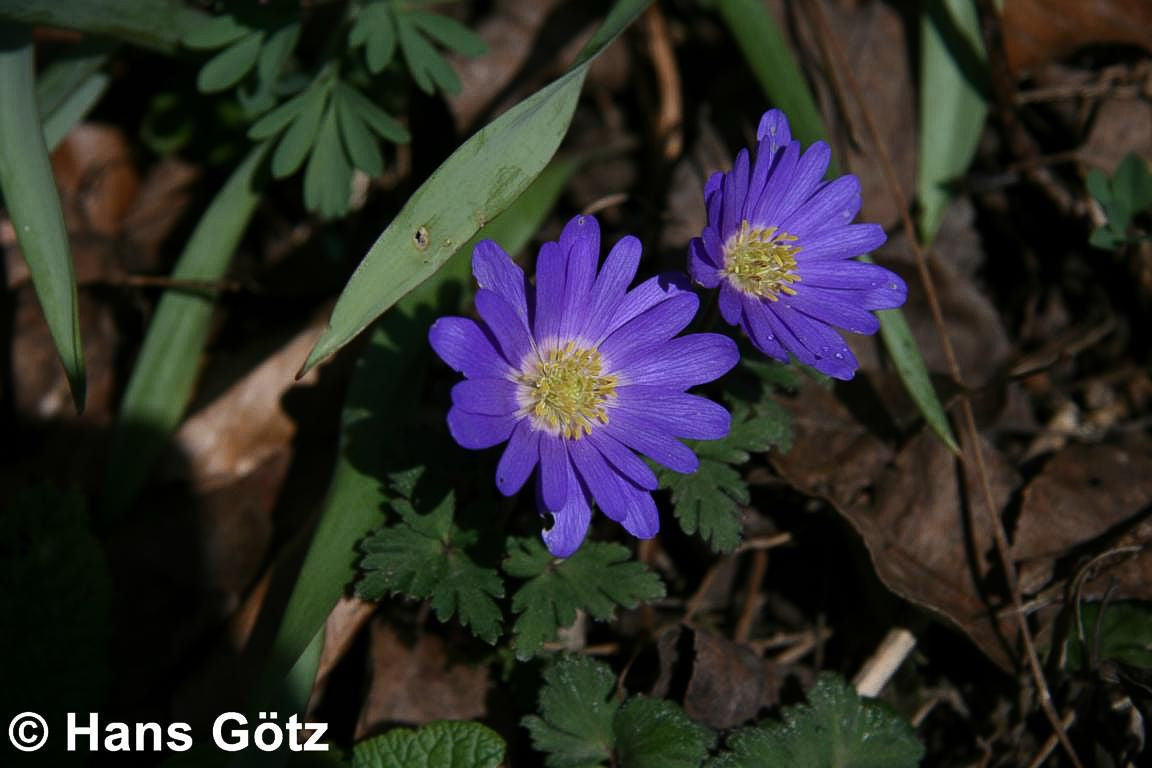 Strahlen-Windröschen 'Blue Shades' (Anemone blanda)