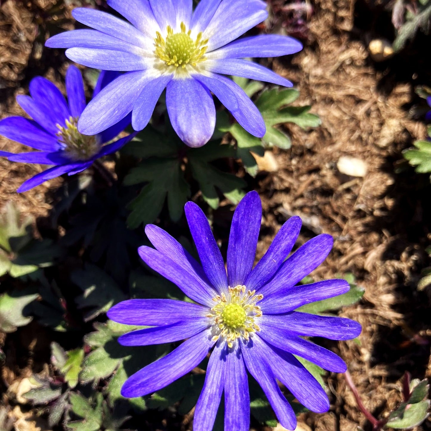 Strahlen-Windröschen 'Blue Shades' (Anemone blanda)