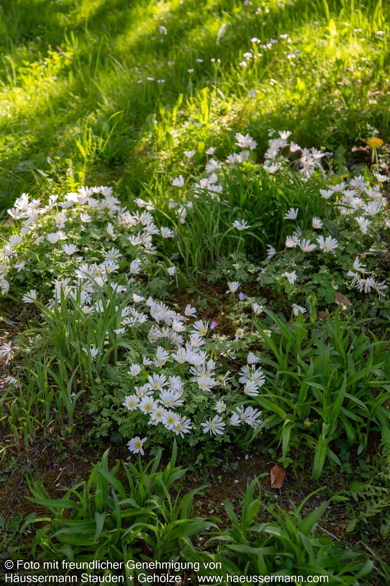 Strahlen-Windröschen 'White Splendour' (Anemone blanda)