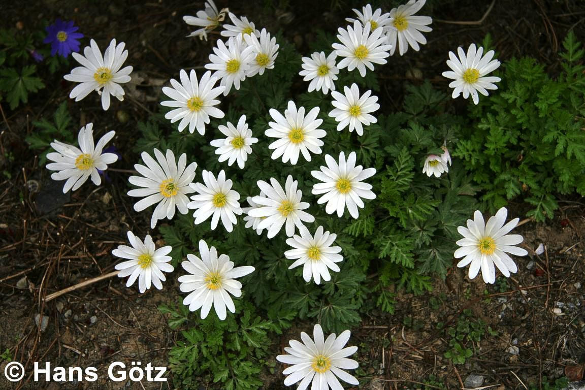 Strahlen-Windröschen 'White Splendour' (Anemone blanda)