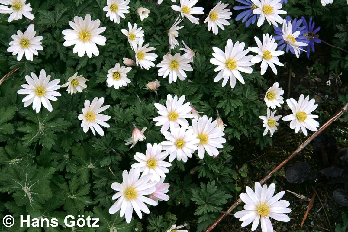 Strahlen-Windröschen 'White Splendour' (Anemone blanda)