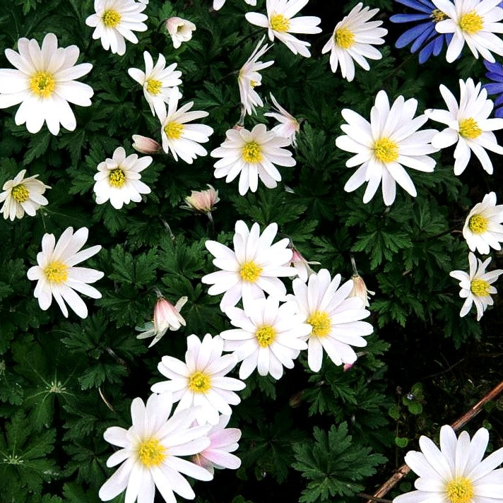 Strahlen-Windröschen 'White Splendour' (Anemone blanda)