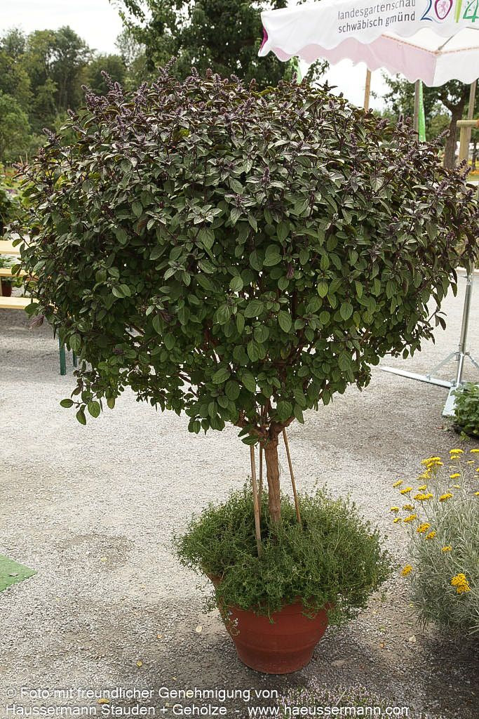 Strauch-Basilikum 'Magic Blue' (Ocimum basilicum)