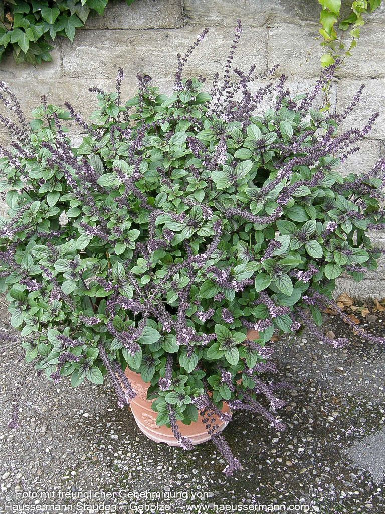 Strauch-Basilikum 'Magic Blue' (Ocimum basilicum)