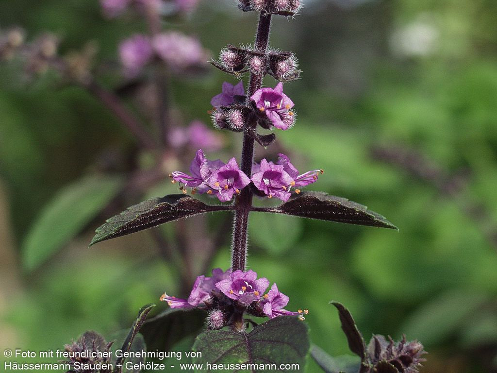 Strauch-Basilikum 'Magic Blue' (Ocimum basilicum)