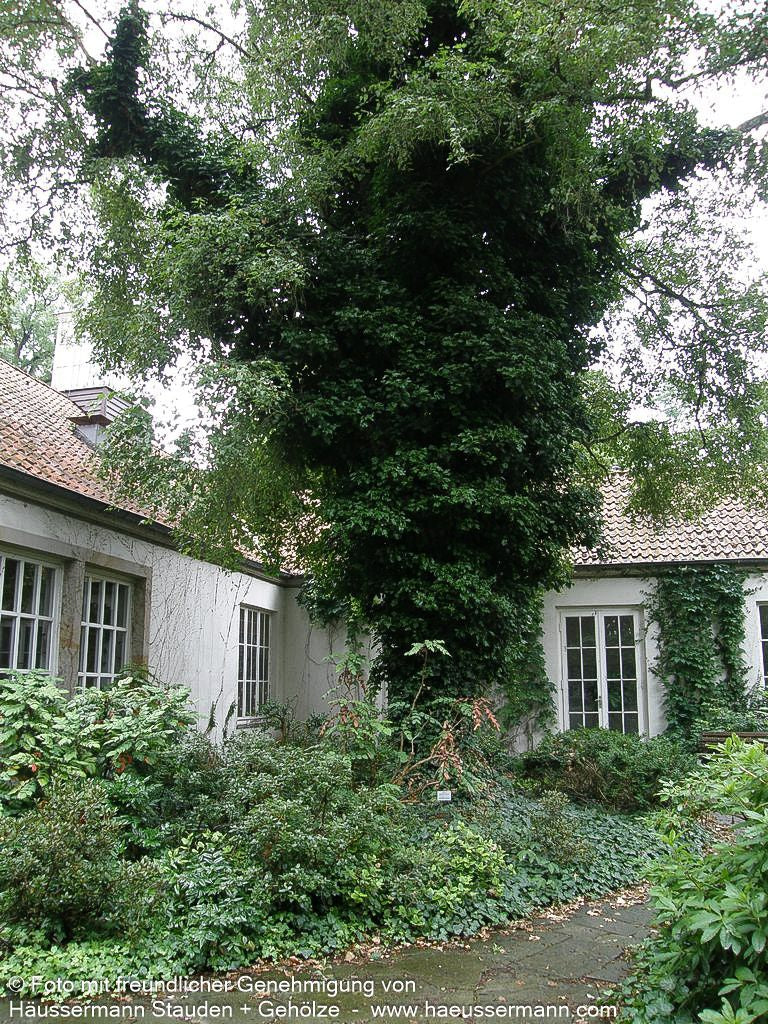 Strauch-Efeu 'Arborescens' (Hedera helix)