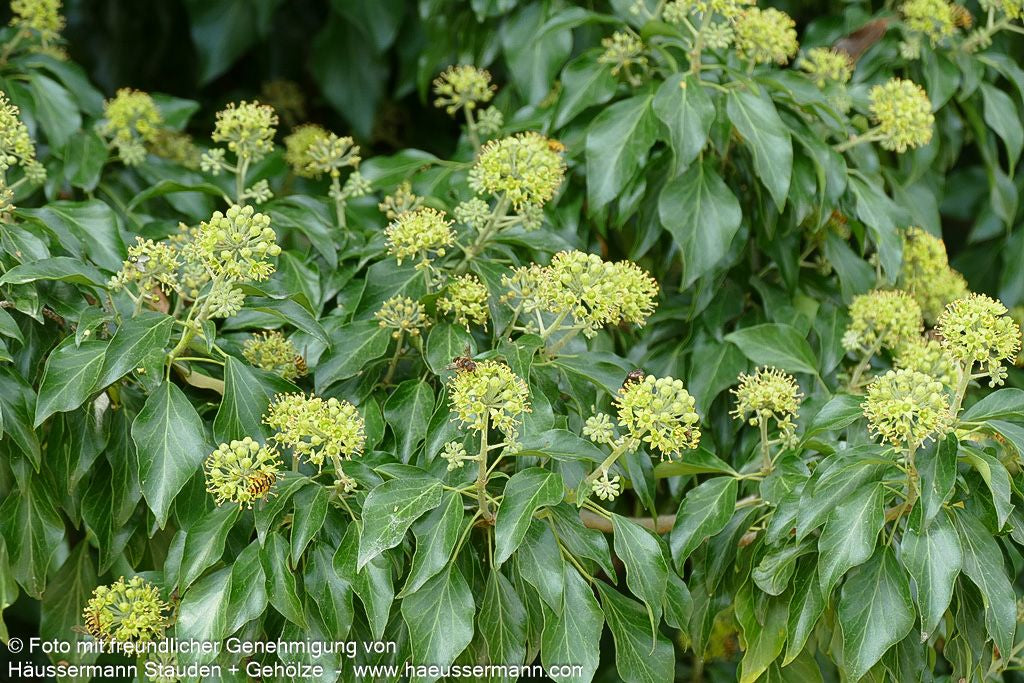Strauch-Efeu 'Arborescens' (Hedera helix)