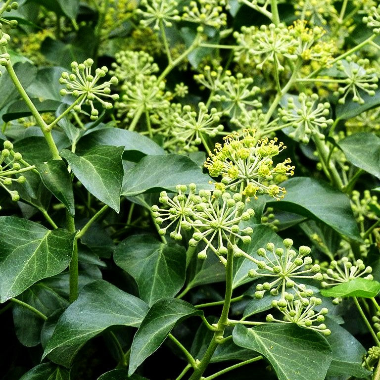 Strauch-Efeu 'Arborescens' (Hedera helix)