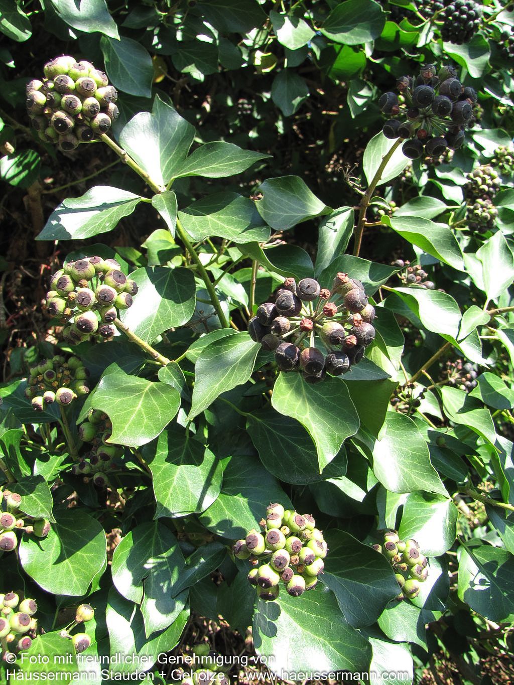 Strauch-Efeu 'Arborescens' (Hedera helix)