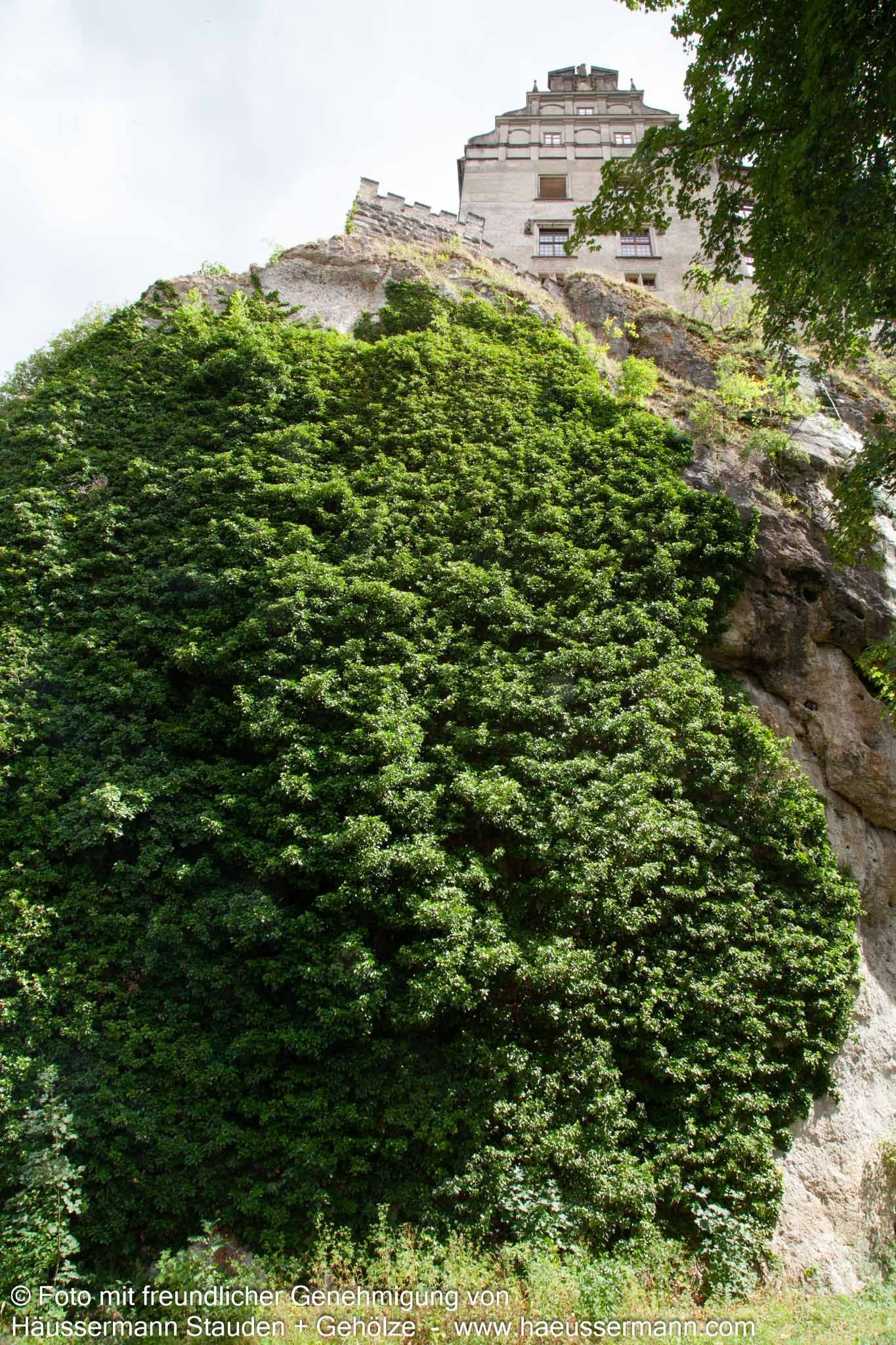 Strauch-Efeu 'Arborescens' (Hedera helix)