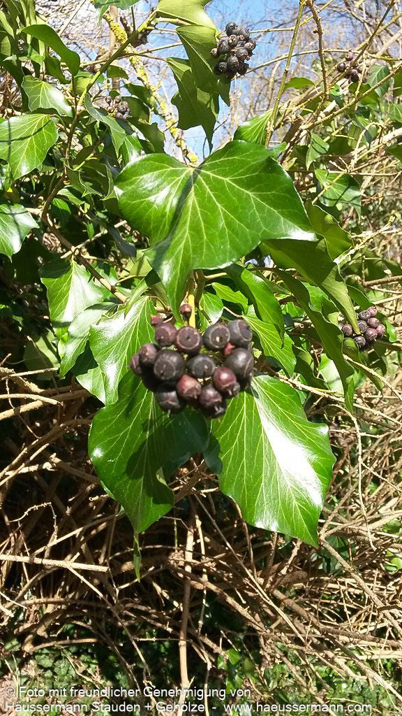 Strauch-Efeu 'Arborescens' (Hedera helix)
