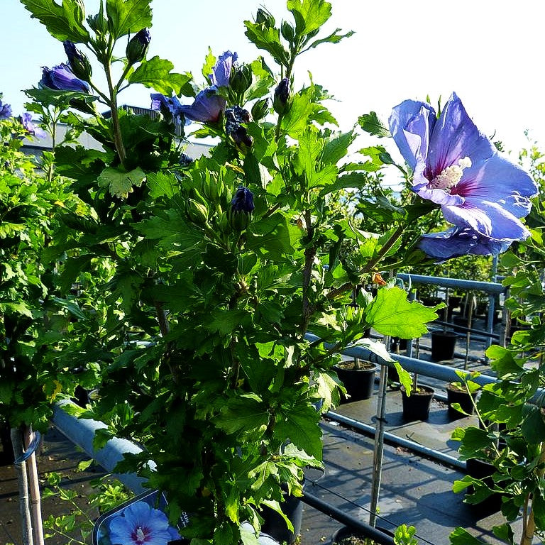 Strauch-Eibisch 'Blue Bird' (Hibiscus syriacus)