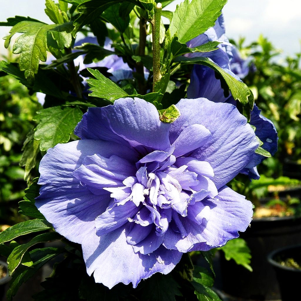 Strauch-Eibisch 'Blue Chiffon' (Hibiscus syriacus)