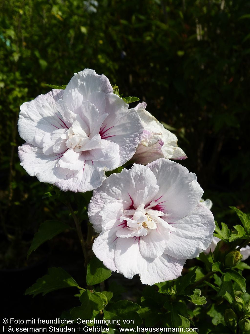 Strauch-Eibisch 'China Chiffon' (Hibiscus syriacus)