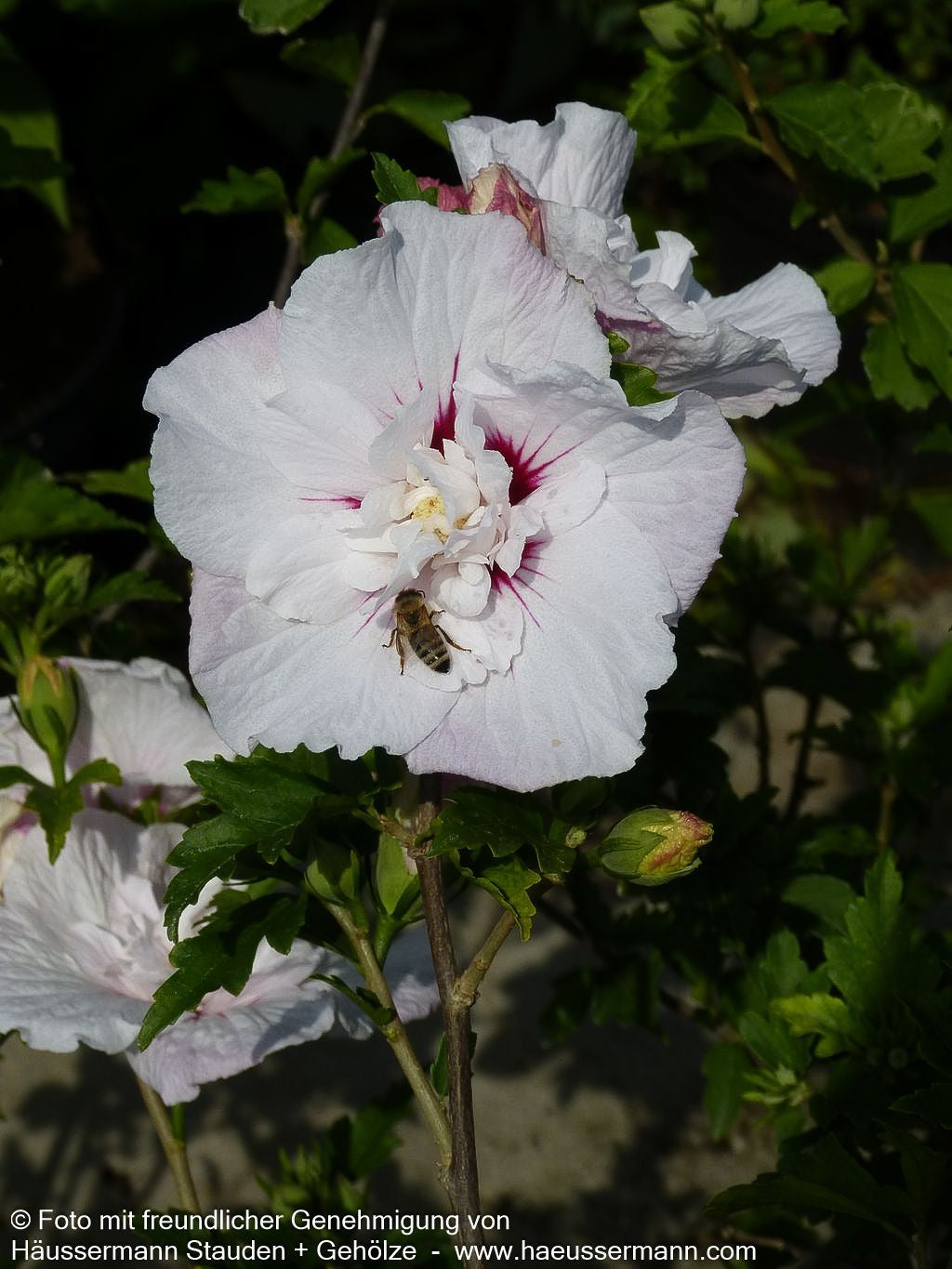 Strauch-Eibisch 'China Chiffon' (Hibiscus syriacus)