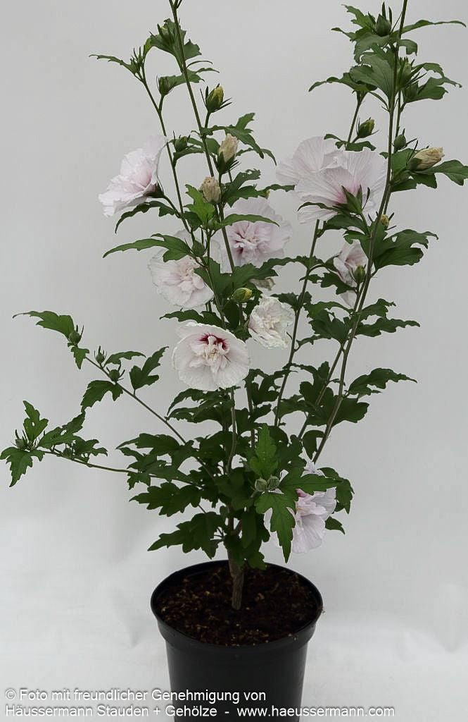 Strauch-Eibisch 'China Chiffon' (Hibiscus syriacus)