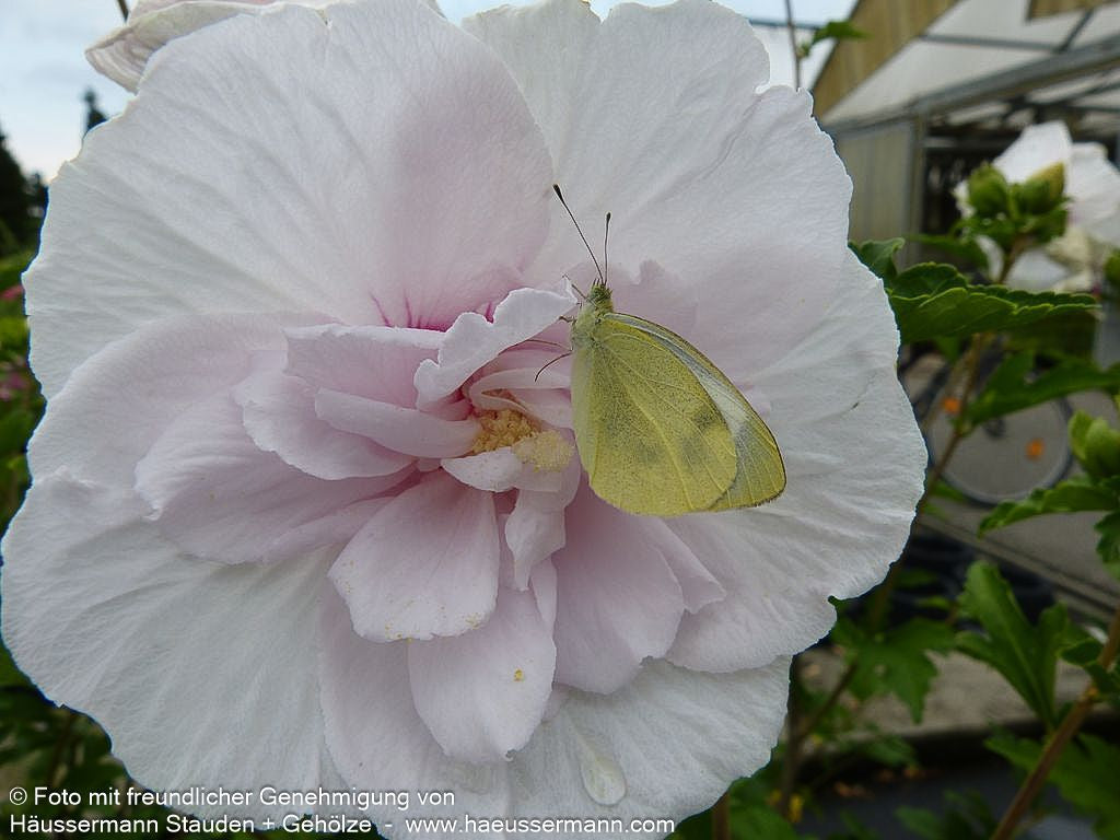 Strauch-Eibisch 'China Chiffon' (Hibiscus syriacus)