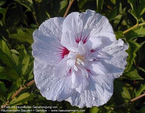 Strauch-Eibisch 'China Chiffon' (Hibiscus syriacus)