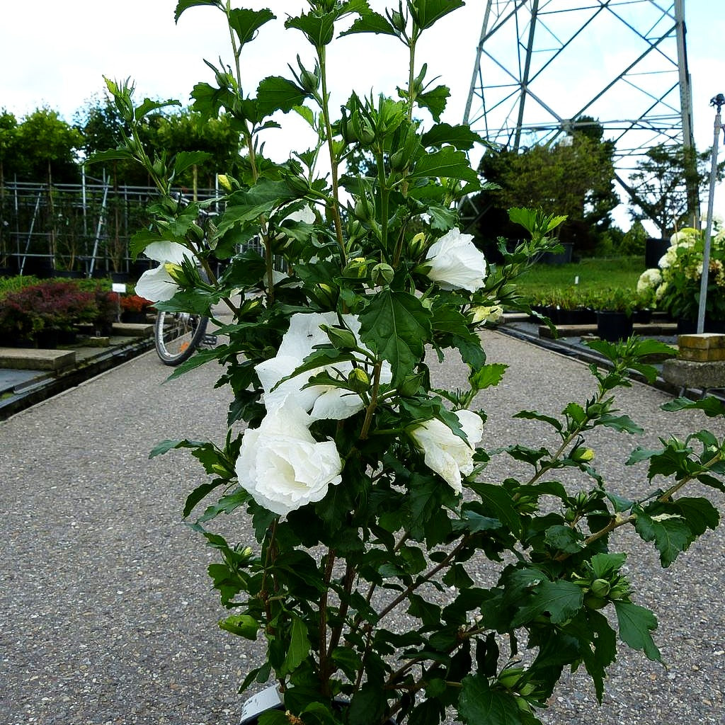 Strauch-Eibisch 'Diana' (Hibiscus syriacus)
