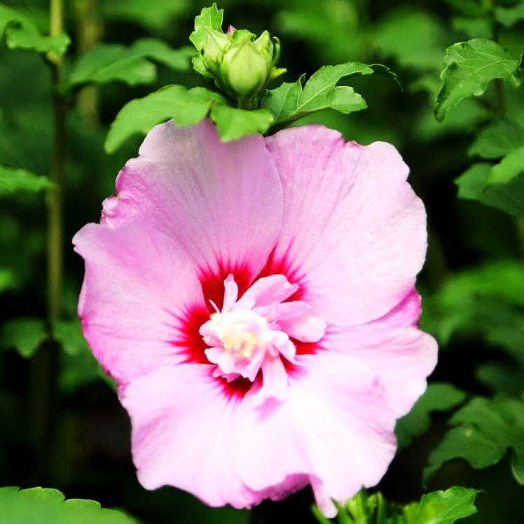 Strauch-Eibisch 'Eruption' (Hibiscus syriacus)
