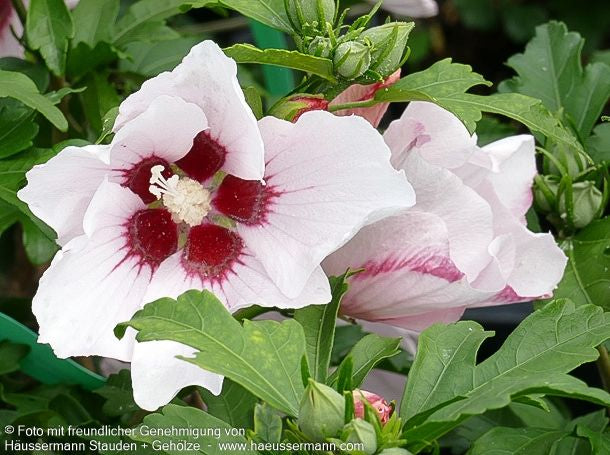 Strauch-Eibisch 'Hamabo' (Hibiscus syriacus)