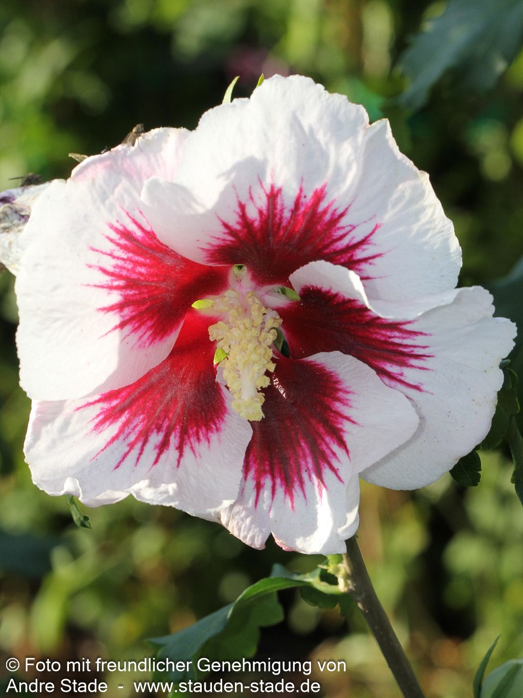 Strauch-Eibisch 'Helene' (Hibiscus syriacus)