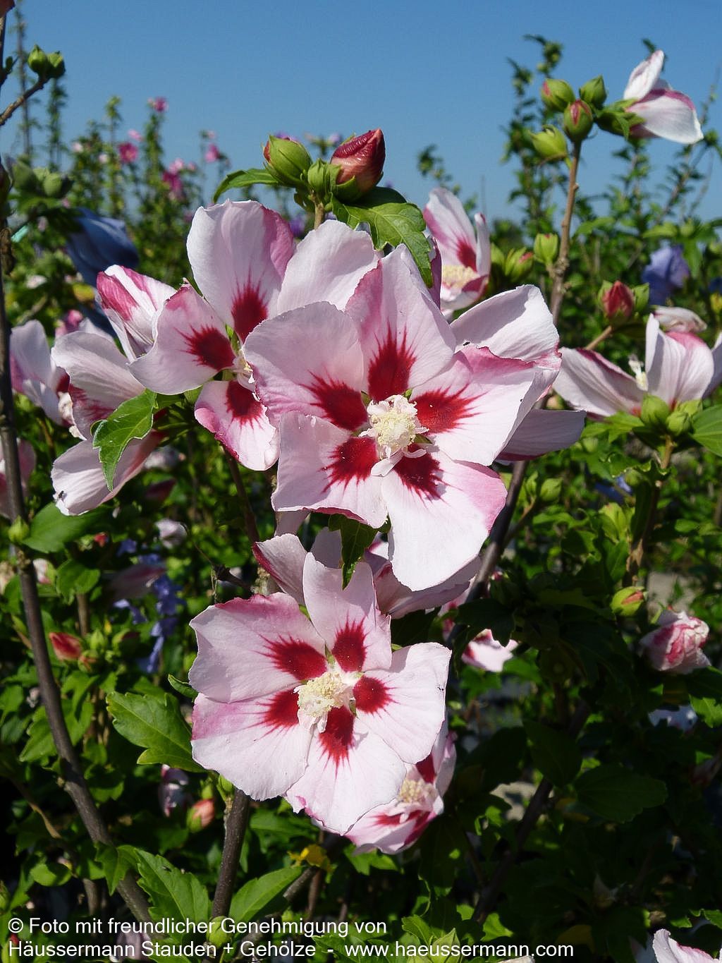 Strauch-Eibisch 'Helene' (Hibiscus syriacus)