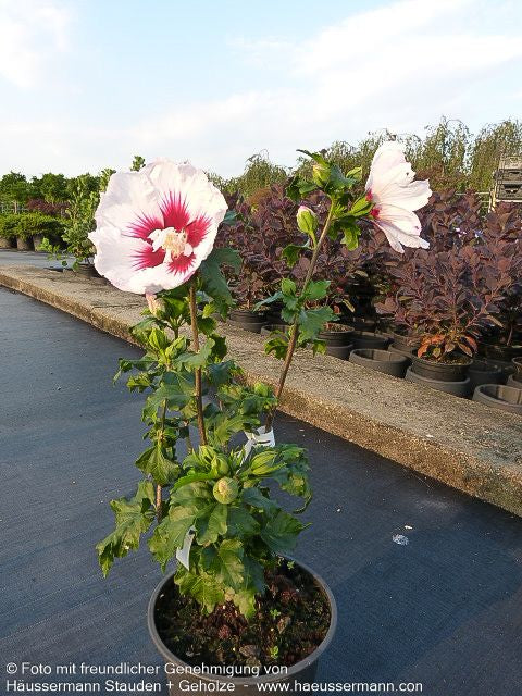 Strauch-Eibisch 'Helene' (Hibiscus syriacus)