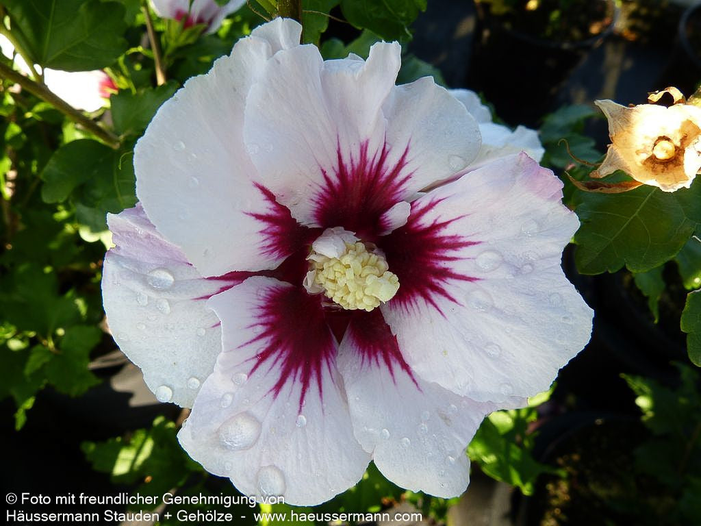 Strauch-Eibisch 'Helene' (Hibiscus syriacus)