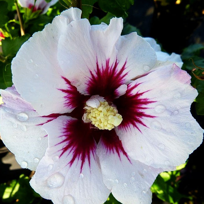 Strauch-Eibisch 'Helene' (Hibiscus syriacus)