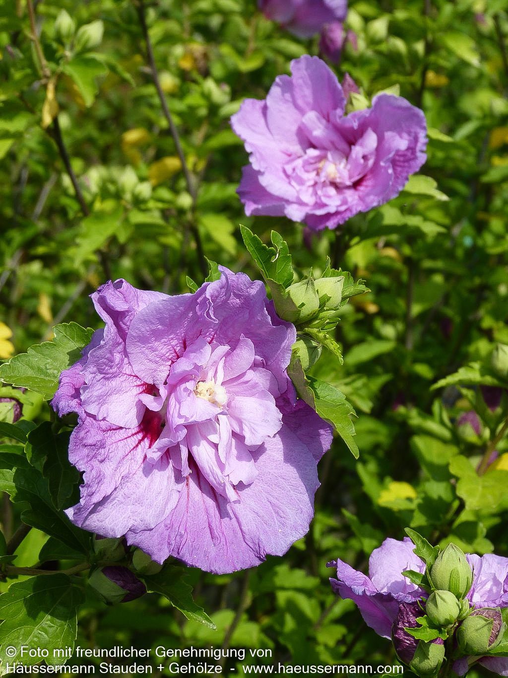 Strauch-Eibisch 'Lavender Chiffon' (Hibiscus syriacus)
