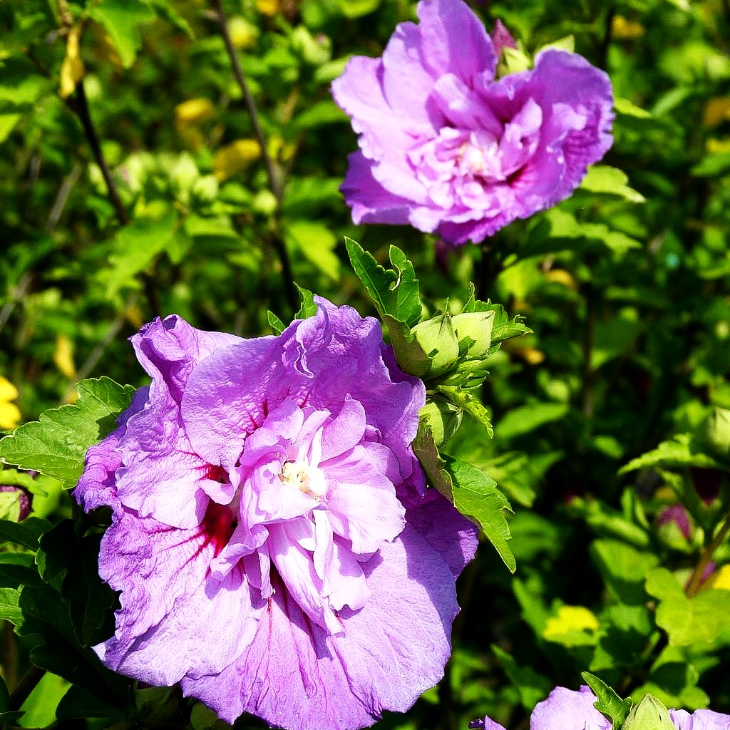 Strauch-Eibisch 'Lavender Chiffon' (Hibiscus syriacus)