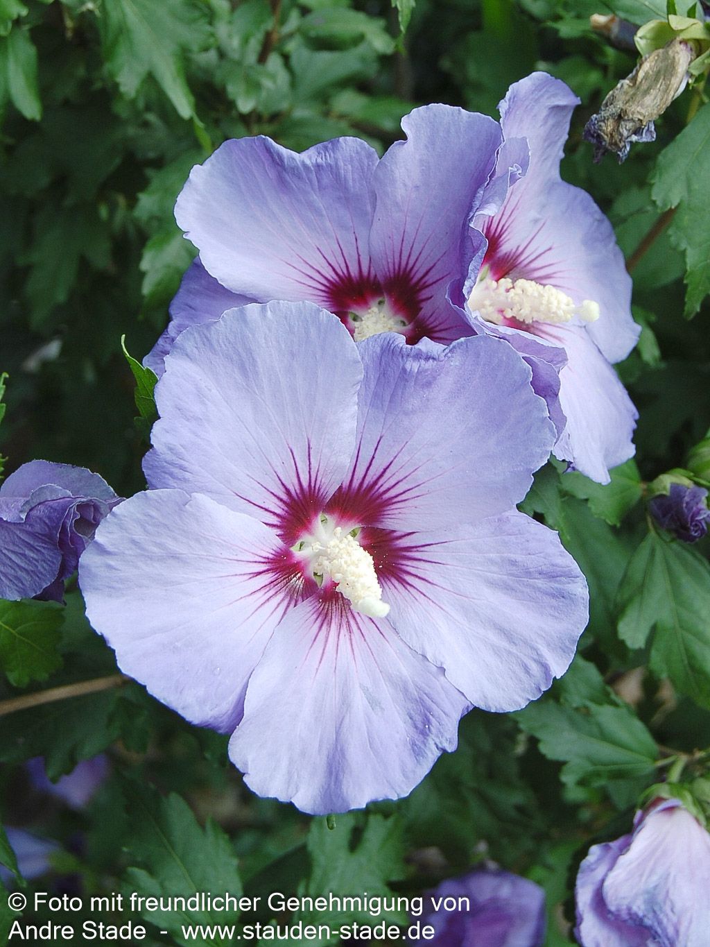 Strauch-Eibisch 'Marina' (Hibiscus syriacus)