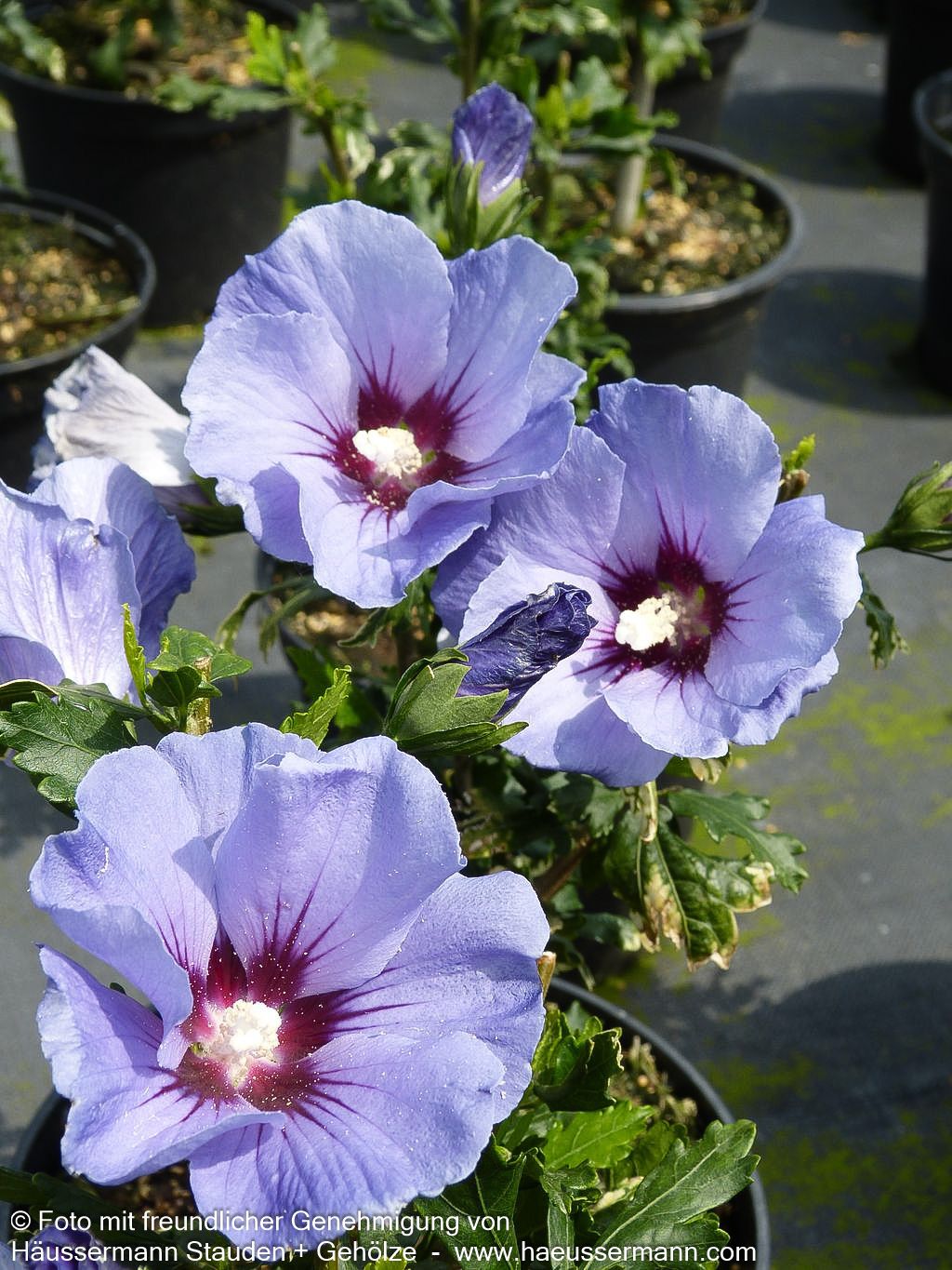 Strauch-Eibisch 'Marina' (Hibiscus syriacus)