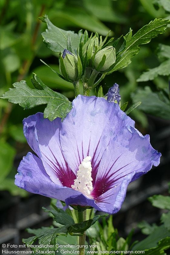 Strauch-Eibisch 'Marina' (Hibiscus syriacus)