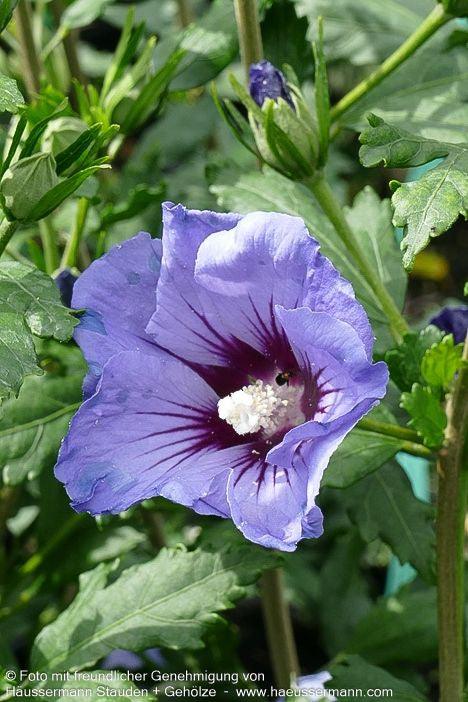 Strauch-Eibisch 'Marina' (Hibiscus syriacus)