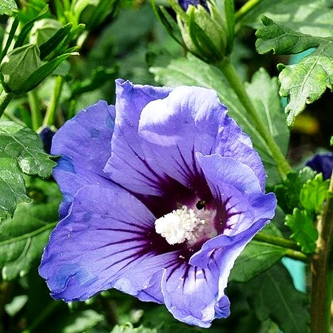 Strauch-Eibisch 'Marina' (Hibiscus syriacus)