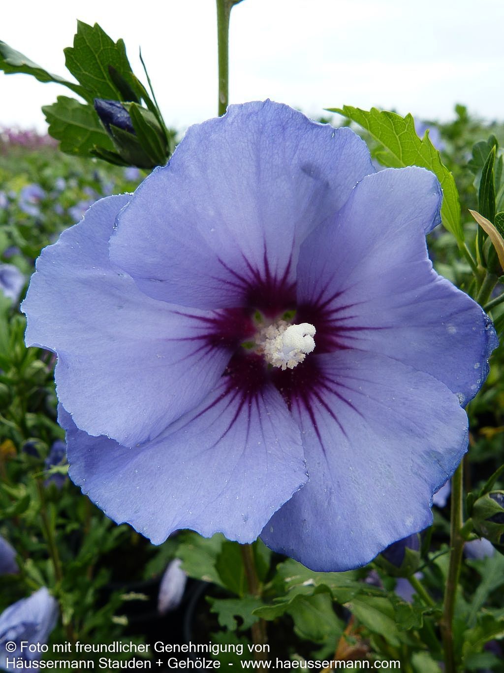 Strauch-Eibisch 'Marina' (Hibiscus syriacus)