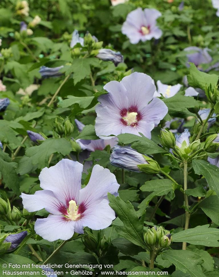 Strauch-Eibisch 'Marina' (Hibiscus syriacus)