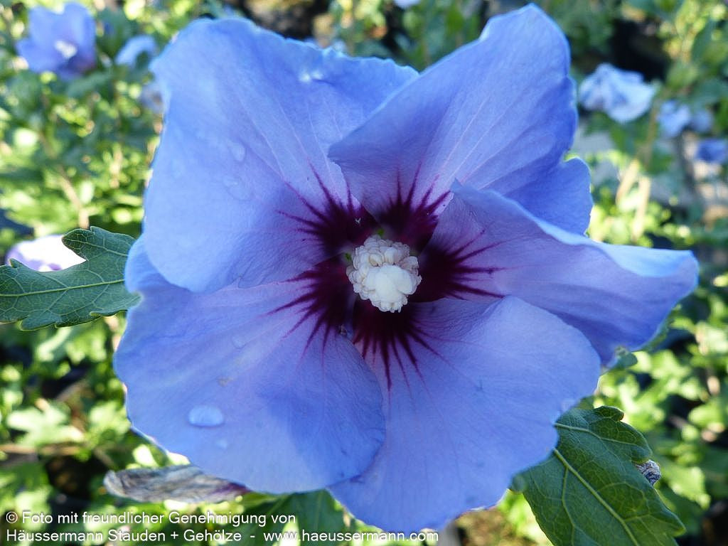 Strauch-Eibisch 'Marina' (Hibiscus syriacus)