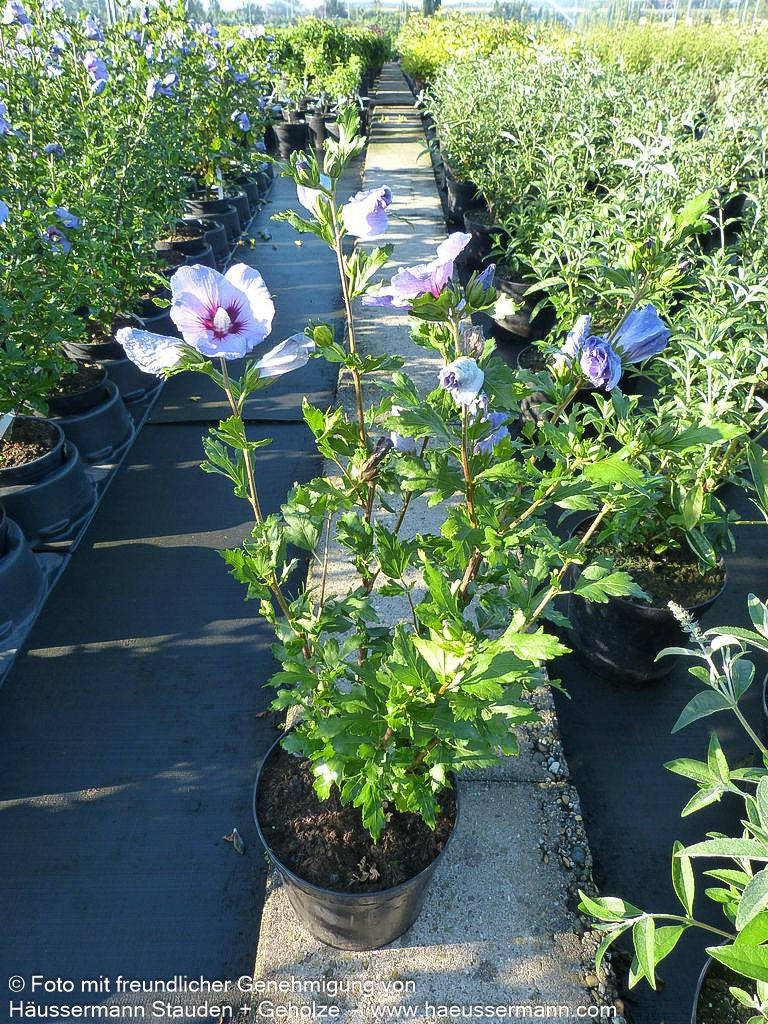 Strauch-Eibisch 'Marina' (Hibiscus syriacus)