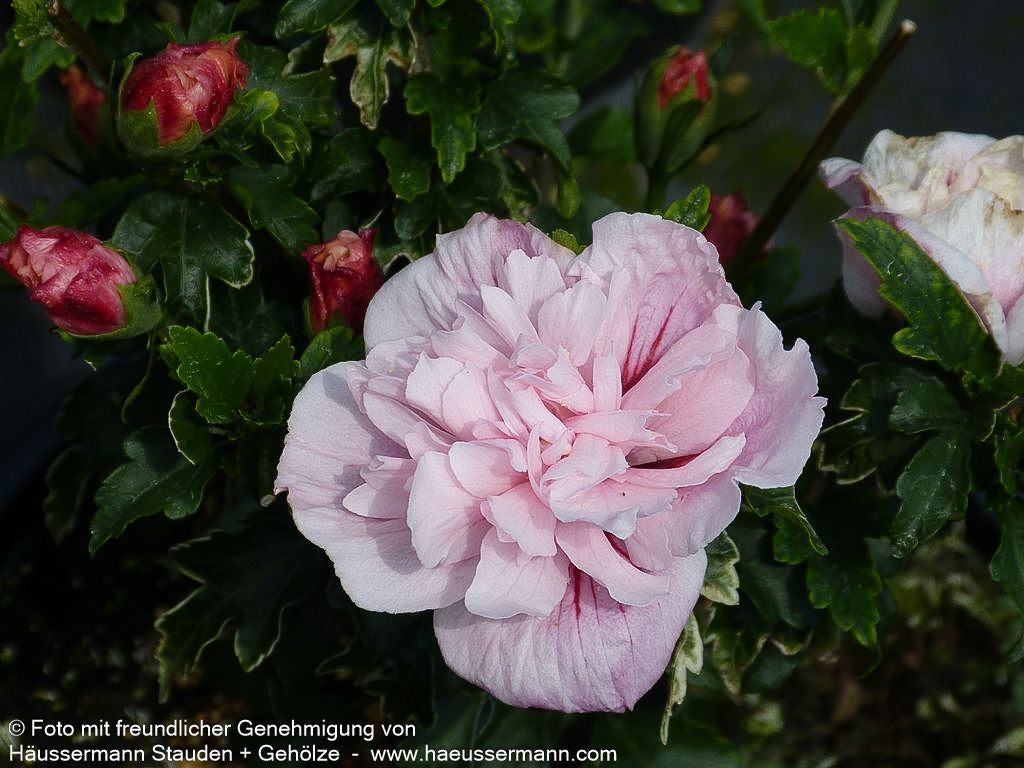 Strauch-Eibisch 'Pink Chiffon' (Hibiscus syriacus)