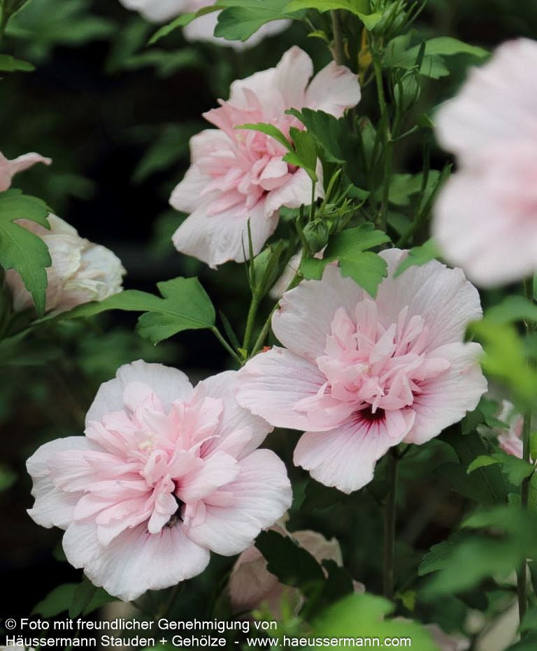 Strauch-Eibisch 'Pink Chiffon' (Hibiscus syriacus)