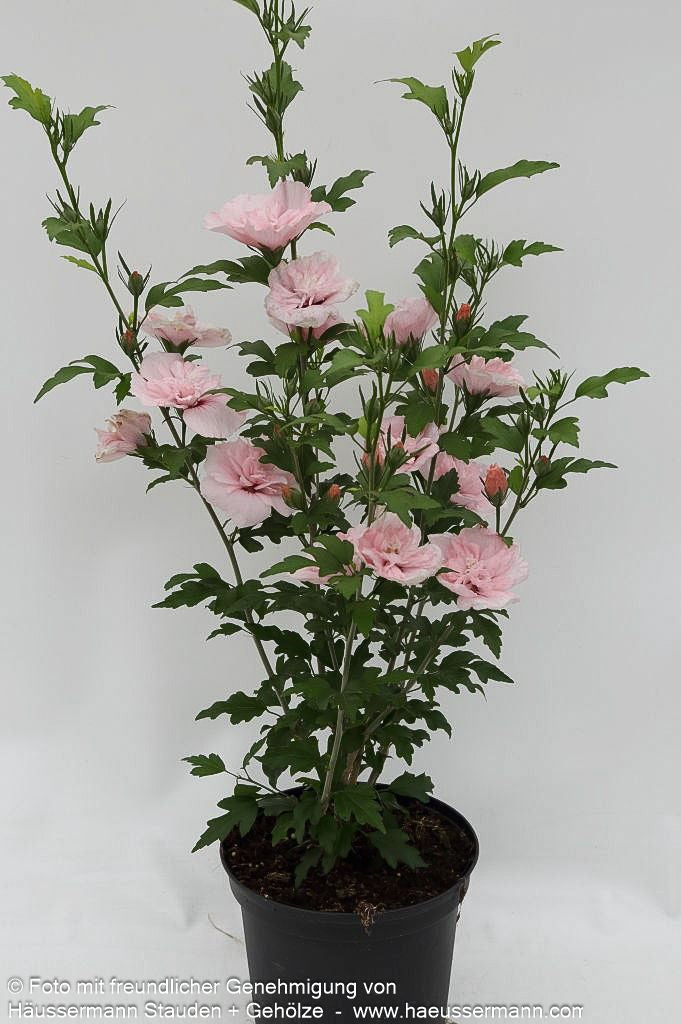 Strauch-Eibisch 'Pink Chiffon' (Hibiscus syriacus)