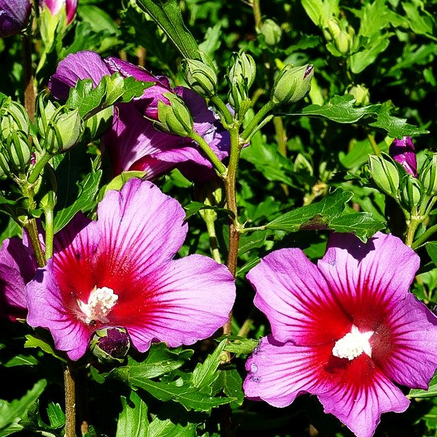 Strauch-Eibisch 'Silke' (Hibiscus syriacus)