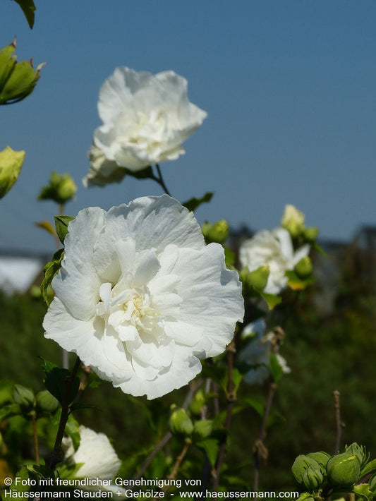 Strauch-Eibisch 'White Chiffon' (Hibiscus syriacus)
