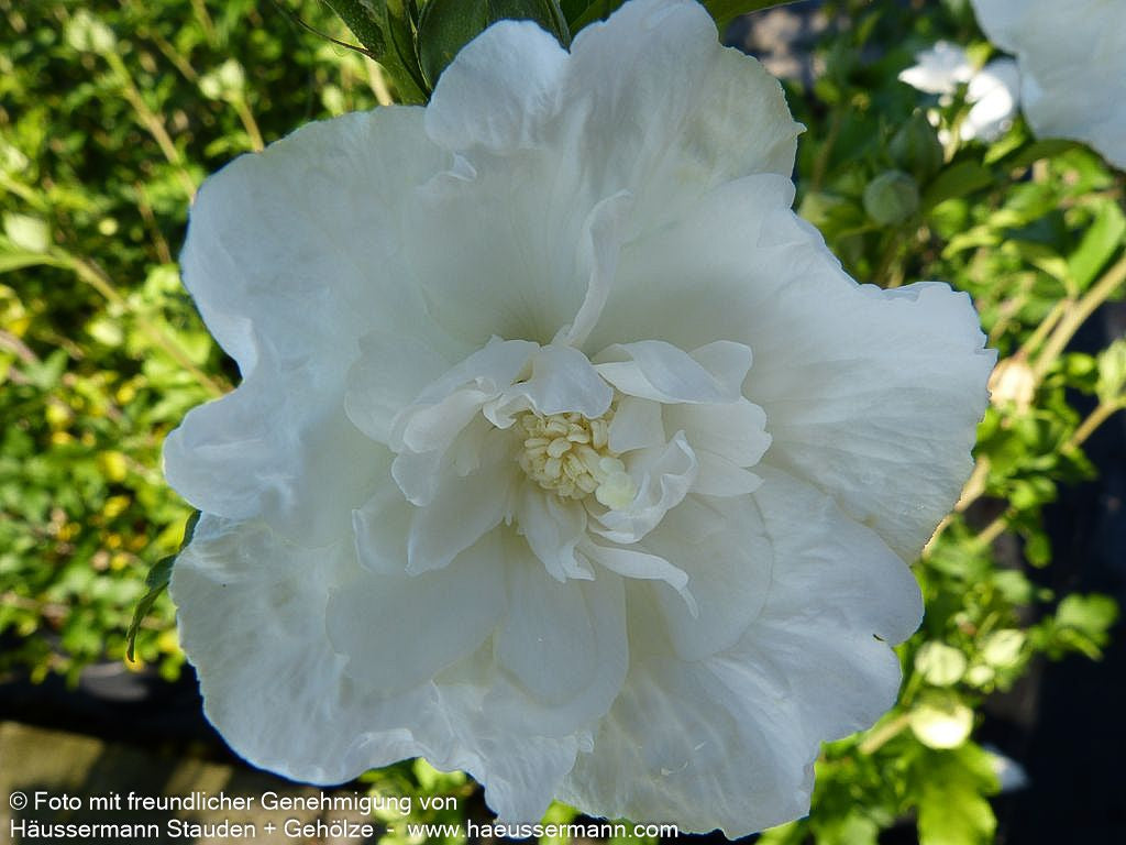 Strauch-Eibisch 'White Chiffon' (Hibiscus syriacus)